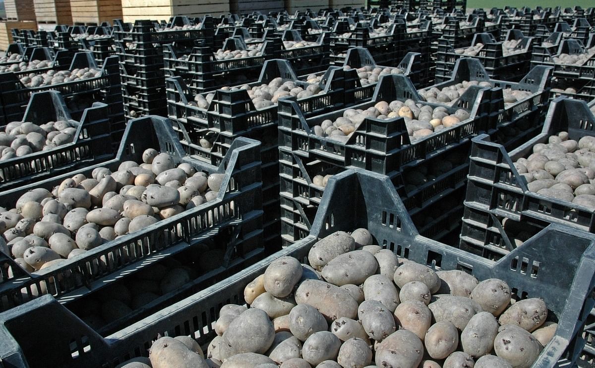 Aardappeltelers voorzien het komende seizoen een tekort aan pootgoed Aardappeltelers voorzien het komende seizoen een tekort aan pootgoed