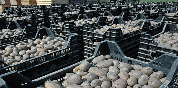 Aardappeltelers voorzien het komende seizoen een tekort aan pootgoed