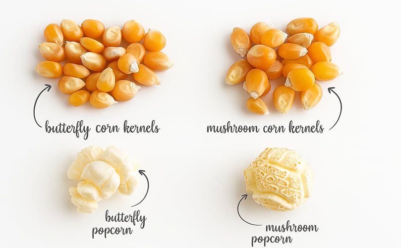 Comparison of butterfly and mushroom popcorn kernels and their popped forms. Comparison of butterfly and mushroom popcorn kernels and their popped forms.