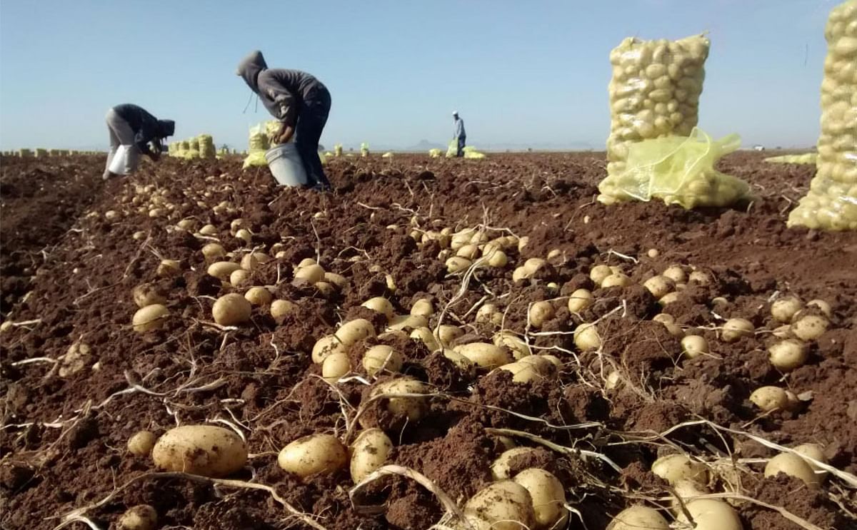 A pocos días de concluir el ciclo, los productores califican esta temporada como particularmente crítica A pocos días de concluir el ciclo, los productores califican esta temporada como particularmente crítica