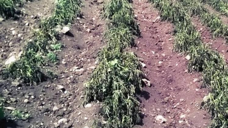 Por sequía y heladas desaparece el 70% de la papa en una provincia peruana 