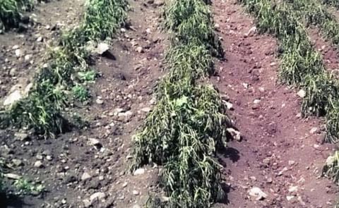 Por sequía y heladas desaparece el 70% de la papa en una provincia peruana Por sequía y heladas desaparece el 70% de la papa en una provincia peruana