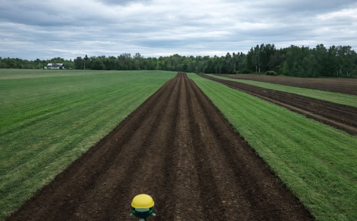 McCain Foods’ nurse crop project may help increase potato yields