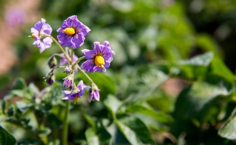 Two University of Maine researchers, Greg Porter and Han Tan are part of a team of plant geneticists and breeders working to develop tools to improve potato breeding Two University of Maine researchers, Greg Porter and Han Tan are part of a team of plant geneticists and breeders working to develop tools to improve potato breeding
