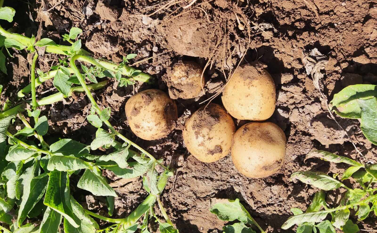Syngenta announces partnership with the Potato Sustainability Alliance to enhance on-farm sustainability reporting for potato growers Syngenta announces partnership with the Potato Sustainability Alliance to enhance on-farm sustainability reporting for potato growers
