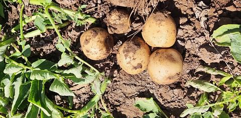 Syngenta announces partnership with the Potato Sustainability Alliance to enhance on-farm sustainability reporting for potato growers