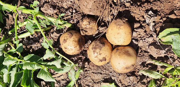 Syngenta announces partnership with the Potato Sustainability Alliance to enhance on-farm sustainability reporting for potato growers