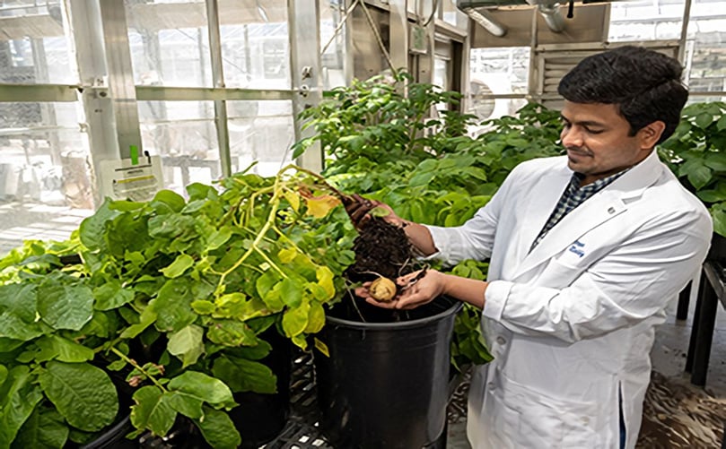 Postdoc with potatoes Postdoc with potatoes