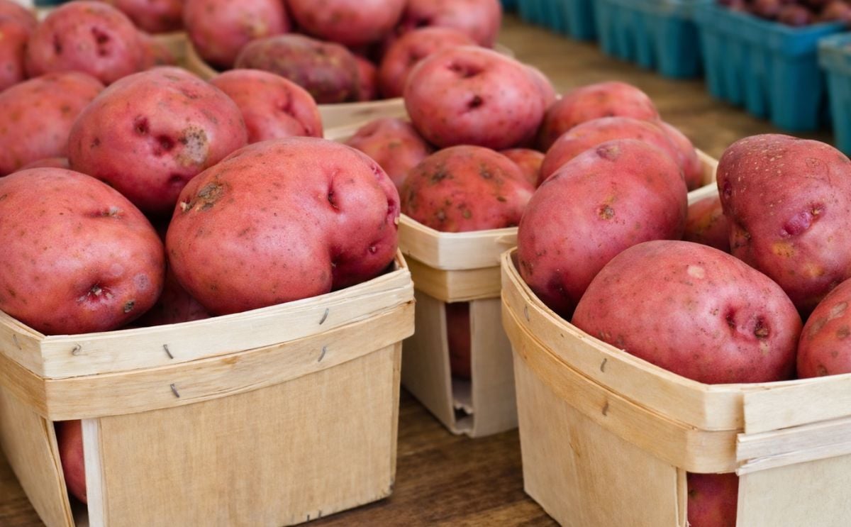 The growing season in Arizona was nearly perfect this year The growing season in Arizona was nearly perfect this year