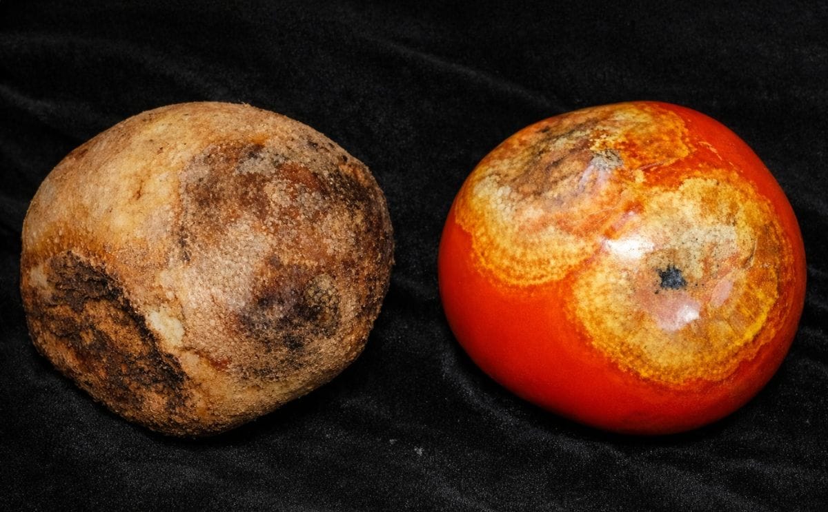 Potato and Tomato affected by late blight Potato and Tomato affected by late blight
