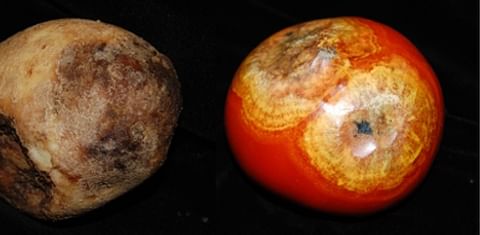 Potato and Tomato affected by late blight