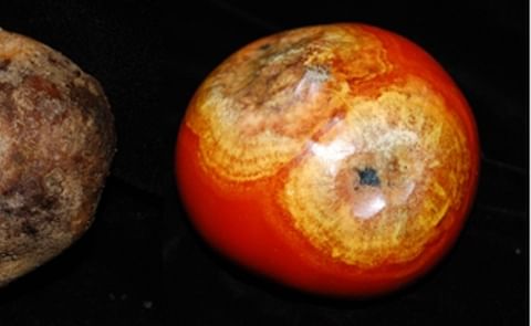 Univ. Florida Research: Late blight pathogen originates from Mexico Univ. Florida Research: Late blight pathogen originates from Mexico