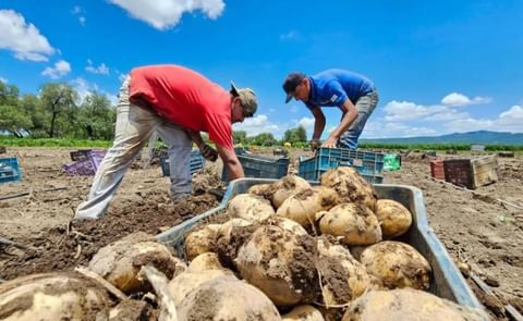 México: el cultivo de papa se expande México: el cultivo de papa se expande