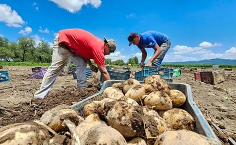 México: el cultivo de papa se expande México: el cultivo de papa se expande