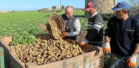 El cálido invierno adelanta el inicio de la campaña de exportación de patata de sa Pobla