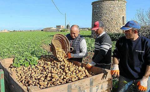 La variedad Lady Christl es la primera que se recoge en sa Pobla y el sábado saldrá el primer cargamento hacia Reino Unido. La variedad Lady Christl es la primera que se recoge en sa Pobla y el sábado saldrá el primer cargamento hacia Reino Unido.