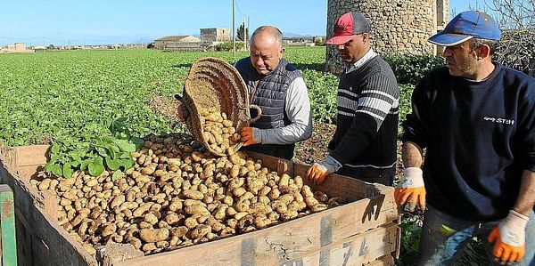 El cálido invierno adelanta el inicio de la campaña de exportación de patata de sa Pobla