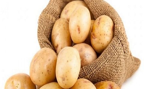 Disease resistant potato seeds launched in Dedza Disease resistant potato seeds launched in Dedza