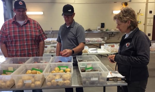 P.E.I. potato growers look to new varieties to help with climate change