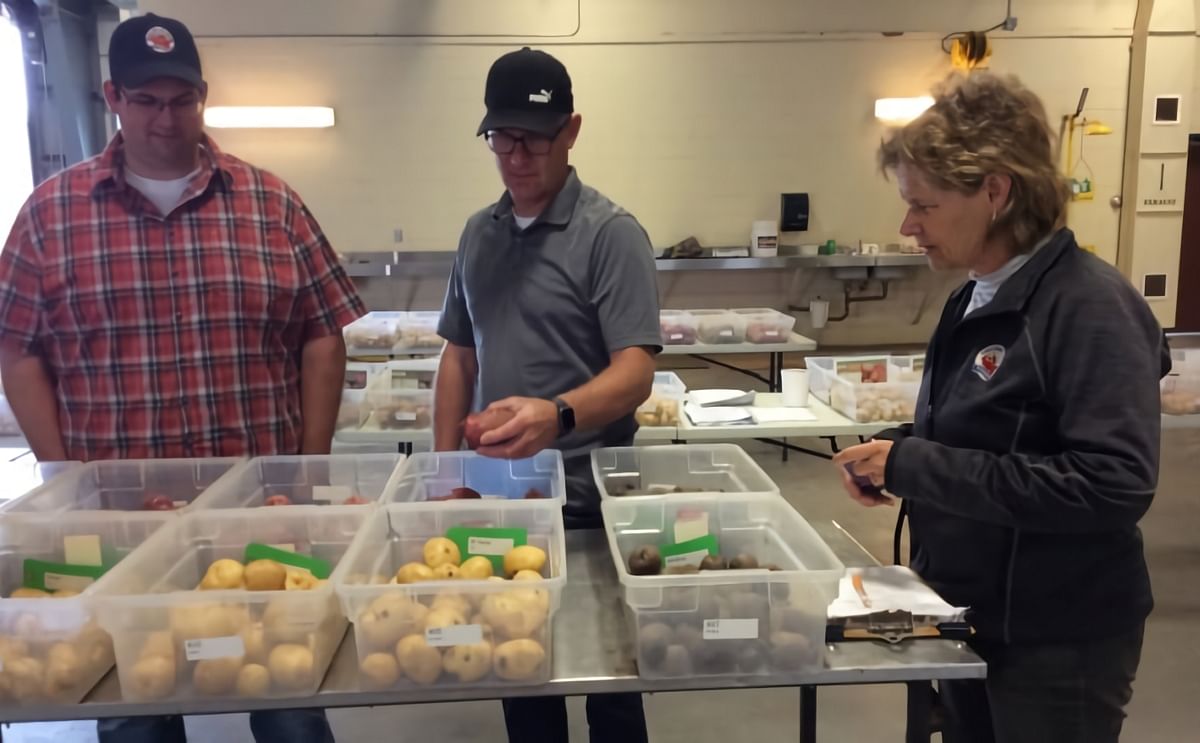 The P.E.I. Potato Board tests varieties that are newly commercialized or about to be commercialized to see how they grow under Prince Edward Island conditions. (Courtesy: Nancy Russell | CBC)