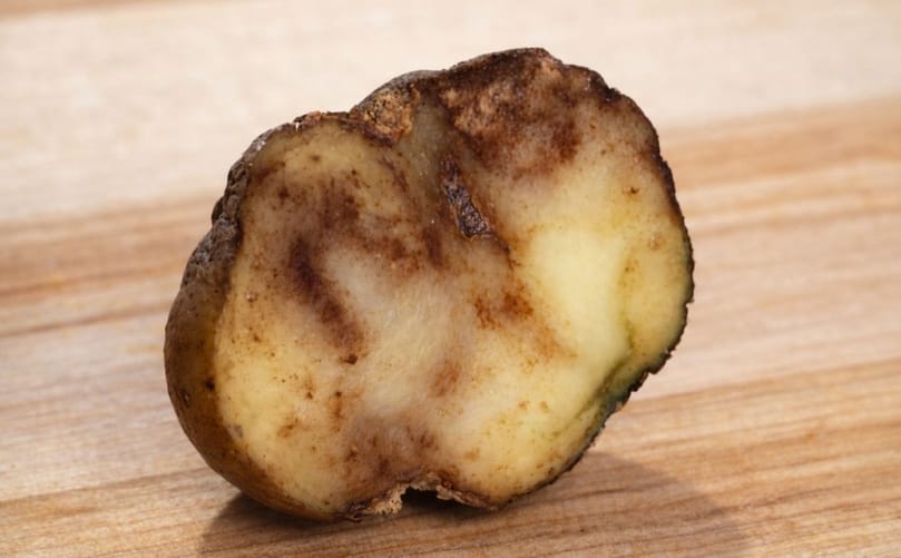 Potato Late Blight Symptoms: Tuber Infection and Internal Rot Potato Late Blight Symptoms: Tuber Infection and Internal Rot
