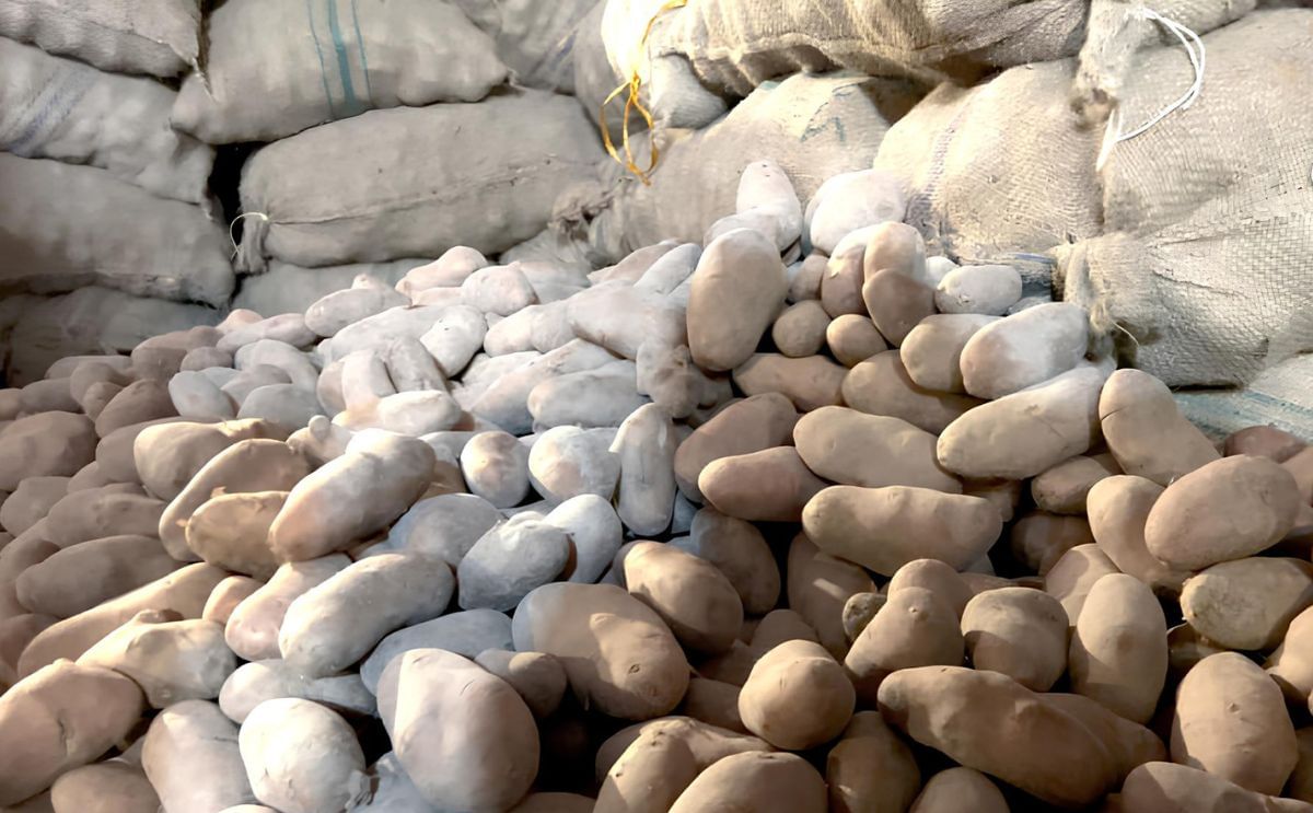 Potato prices crash in Bangladesh amid record surplus Potato prices crash in Bangladesh amid record surplus