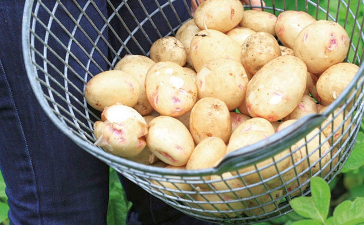 Plant seed potatoes now and you'll be digging up your own buried treasure in just a few months. (Courtesy: Sally Tagg)

