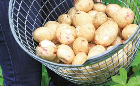 Plant seed potatoes now and you'll be digging up your own buried treasure in just a few months. (Courtesy: Sally Tagg)
Plant seed potatoes now and you'll be digging up your own buried treasure in just a few months. (Courtesy: Sally Tagg)