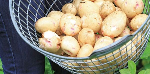 Plant seed potatoes now and you’ll be digging up your own buried treasure in just a few months.
