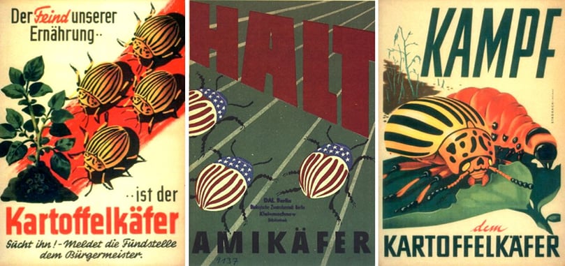 German educational and propaganda posters warned about the kartoffelkäfer - the potato beetle - and tried to pin the invasion on Americans. German educational and propaganda posters warned about the kartoffelkäfer - the potato beetle - and tried to pin the invasion on Americans.