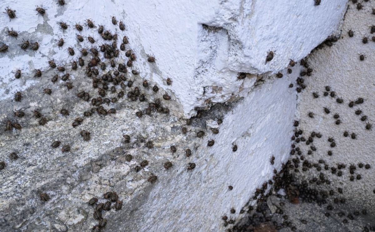 Potato Beetles invade Austrian village Potato Beetles invade Austrian village