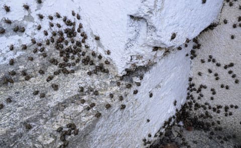 Hundreds of thousands of potato beetles made life miserable for residents of the Austrian village of Hüttendorf for a week Hundreds of thousands of potato beetles made life miserable for residents of the Austrian village of Hüttendorf for a week