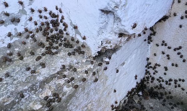 Potato Beetles invade Austrian village