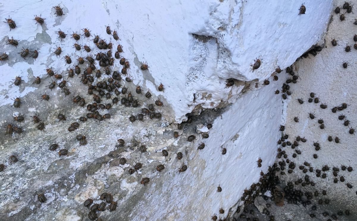 Hundreds of thousands of potato beetles made life miserable for residents of the Austrian village of Hüttendorf for a week