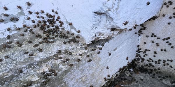 Potato Beetles invade Austrian village
