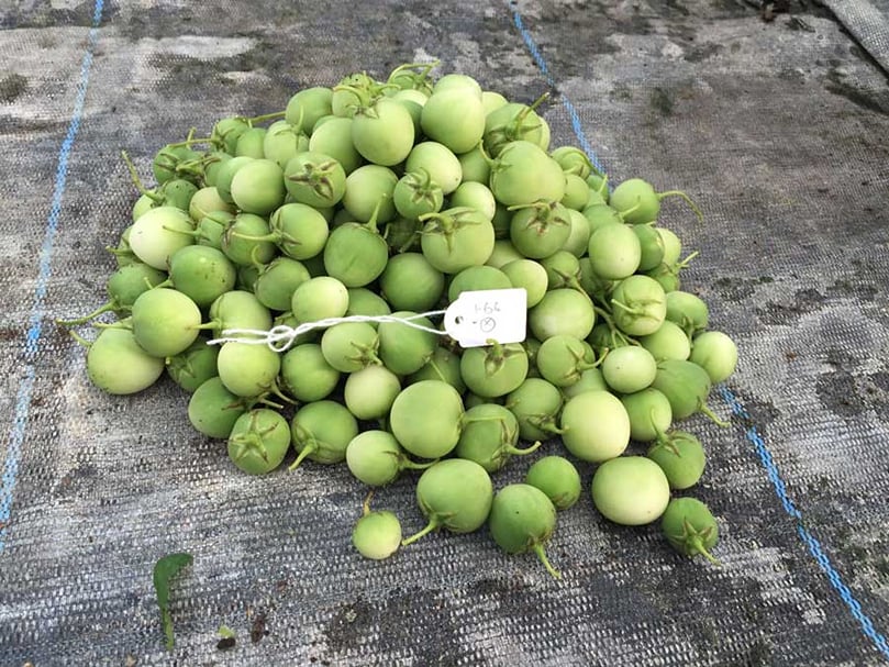 Collection of berries which developed after self-pollinations of a diploid parent. Collection of berries which developed after self-pollinations of a diploid parent.