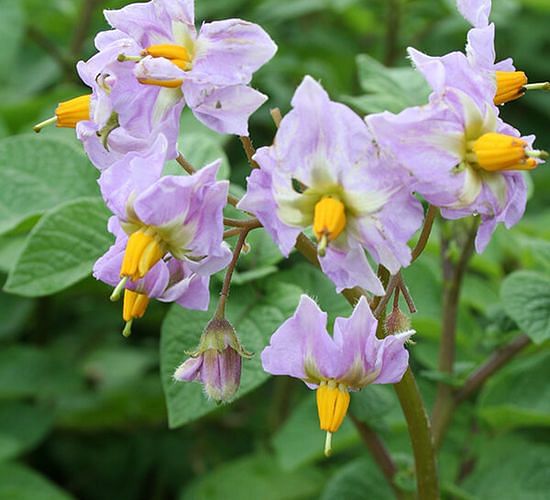 Pinto Gold Blossom (Courtesy: Umaine / Gregory Porter)