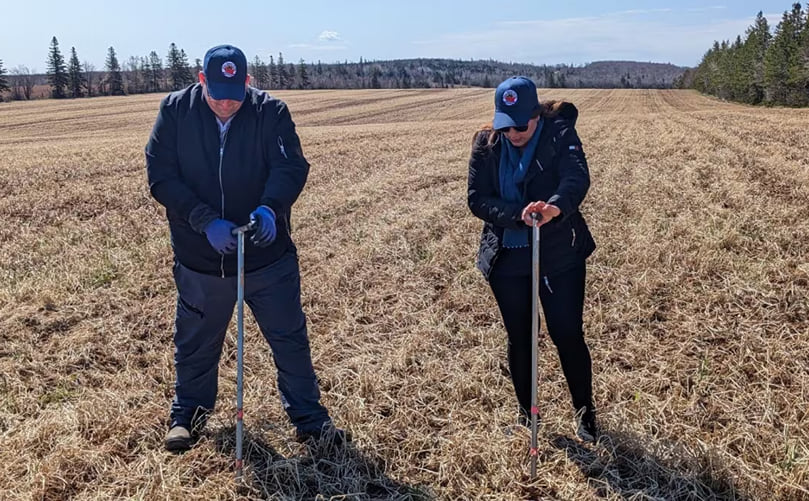 The Potato Board survey found about 50 per cent of the acres that are going into potatoes this year also had a cover crop last year. Courtesy: CBC The Potato Board survey found about 50 per cent of the acres that are going into potatoes this year also had a cover crop last year. Courtesy: CBC