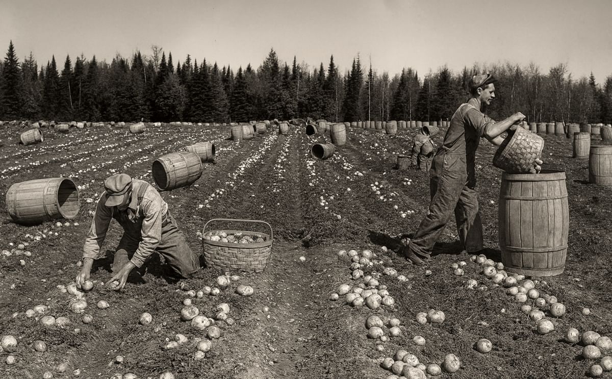 Potato Break in New Brunswick in the old days (1946) Source: Provincial Archives of New Brunswick