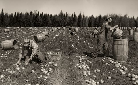 Potato Break in New Brunswick in the old days (1946) Source: Provincial Archives of New Brunswick Potato Break in New Brunswick in the old days (1946) Source: Provincial Archives of New Brunswick