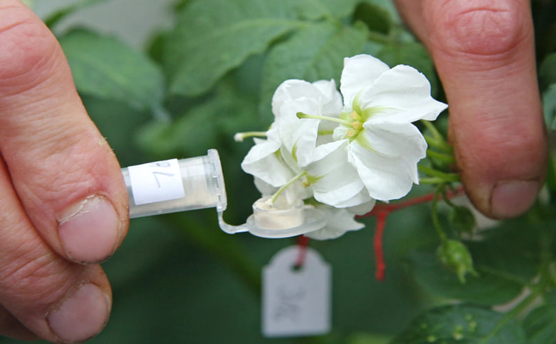 Controlled Cross-Pollination Step in Conventional Potato Breeding Pipeline Controlled Cross-Pollination Step in Conventional Potato Breeding Pipeline