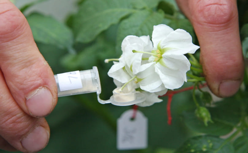 Potato Flowers: Where Breeding and Genetic Diversity Begin Potato Flowers: Where Breeding and Genetic Diversity Begin