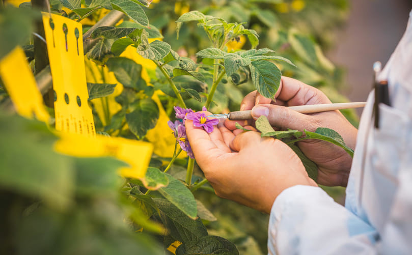 Modern Potato Breeding for Sustainable Agriculture Modern Potato Breeding for Sustainable Agriculture