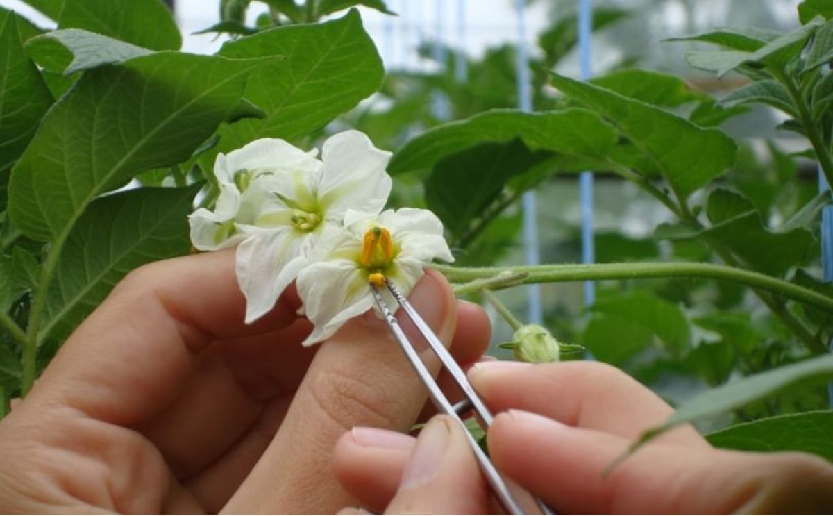 Potato Breeding (Courtesy: Cornell University)