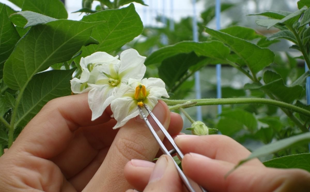 Potato Breeding at Cornell University. An update. Potato Breeding at Cornell University. An update.