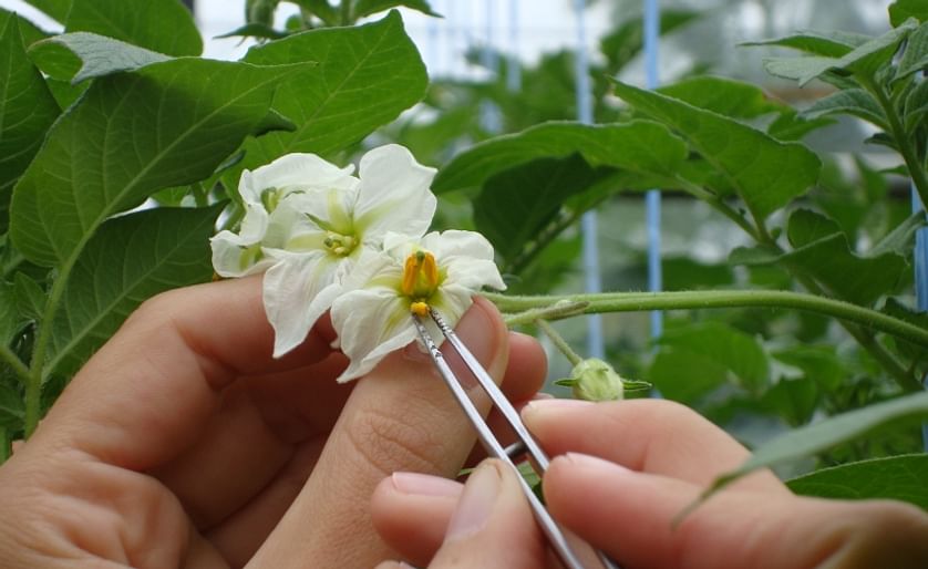 At the beginning of the breeding process, you decide what kind of potato variety you hope to make. You cross the parents that have complementary characteristics by taking pollen from one of the potatoes and putting it on the flower of the other. (Courtesy