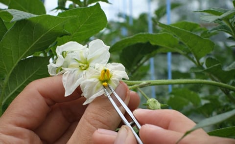 At the beginning of the breeding process, you decide what kind of potato variety you hope to make. You cross the parents that have complementary characteristics by taking pollen from one of the potatoes and putting it on the flower of the other. (Courtesy At the beginning of the breeding process, you decide what kind of potato variety you hope to make. You cross the parents that have complementary characteristics by taking pollen from one of the potatoes and putting it on the flower of the other. (Courtesy