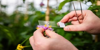 Potato Breeding Potato Breeding