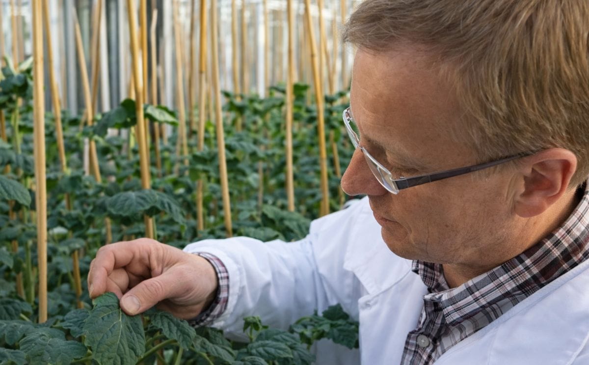 Discovery of genetic mechanism allowing potato cultivation in northern latitudes