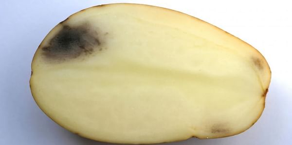 USDA clears Calyxt potato modified to withstand bruising